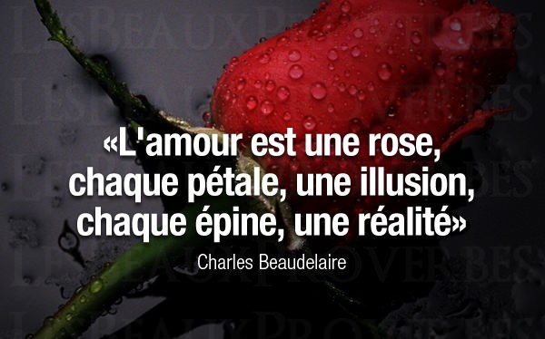 Image Proverbe :  L'amour est une rose, chaque pétale, une illusion,...