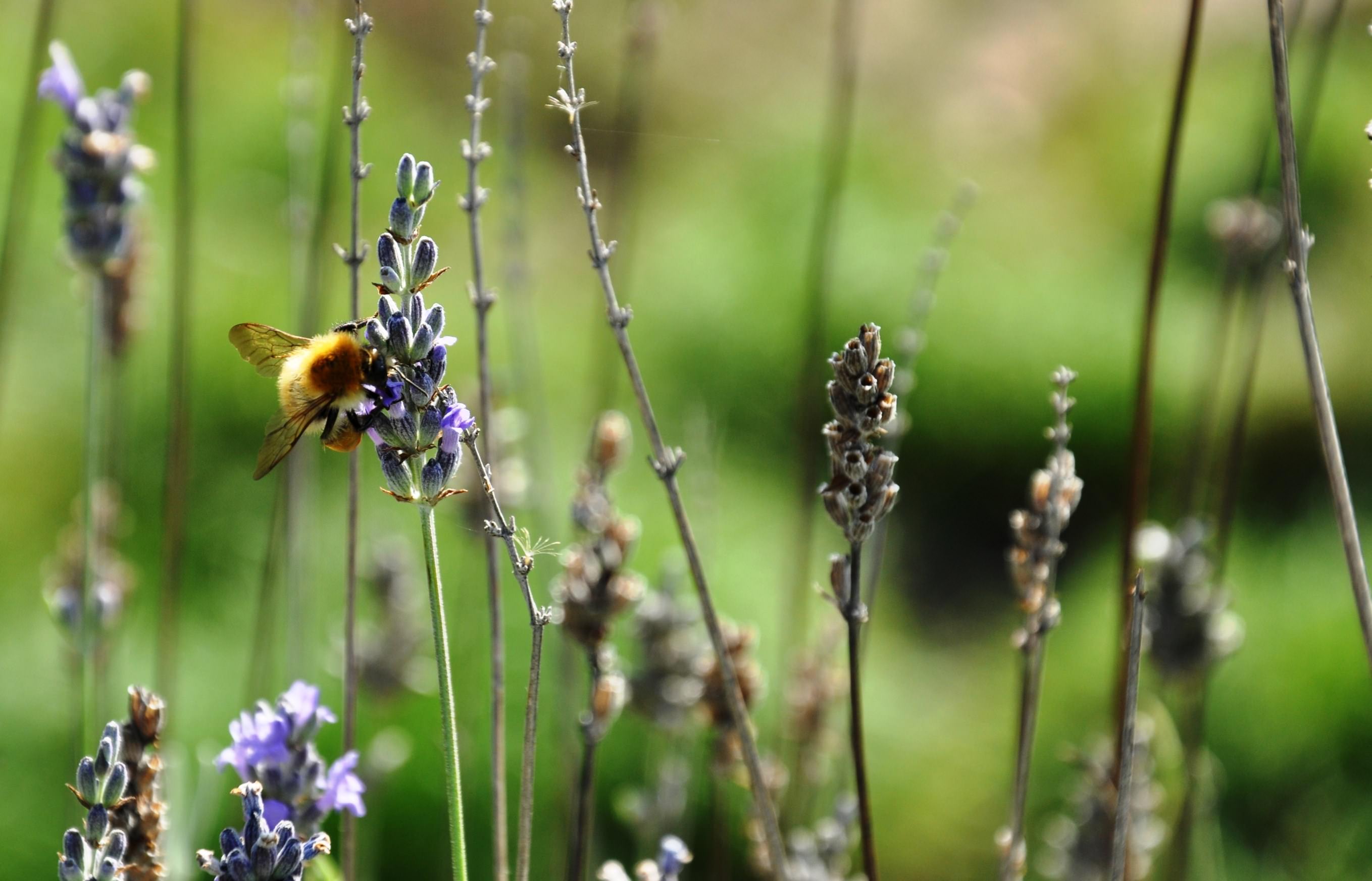 insectes-et-abeilles-guepes-bee-127173