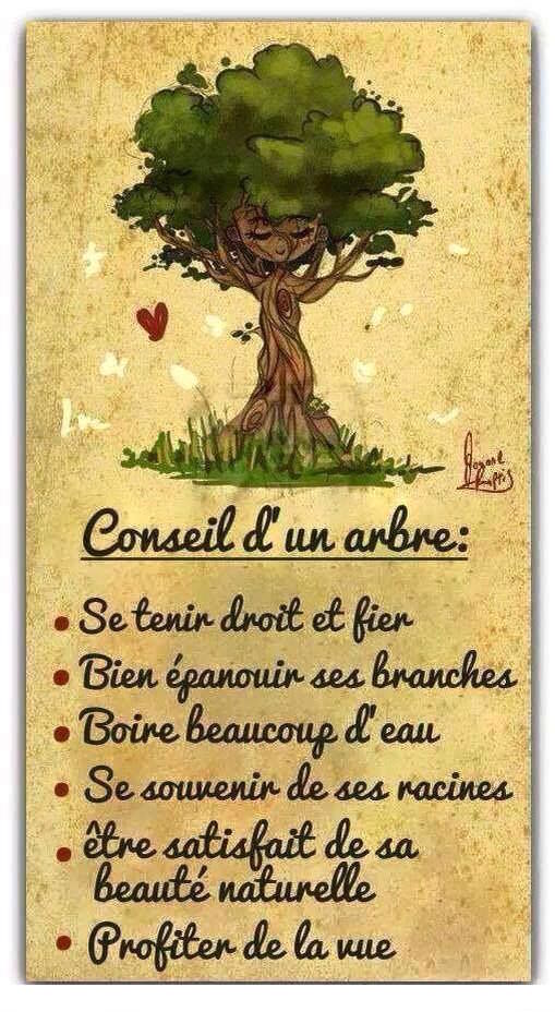 Image Proverbe Citation :  Conseil d'un arbre : se tenir droit...