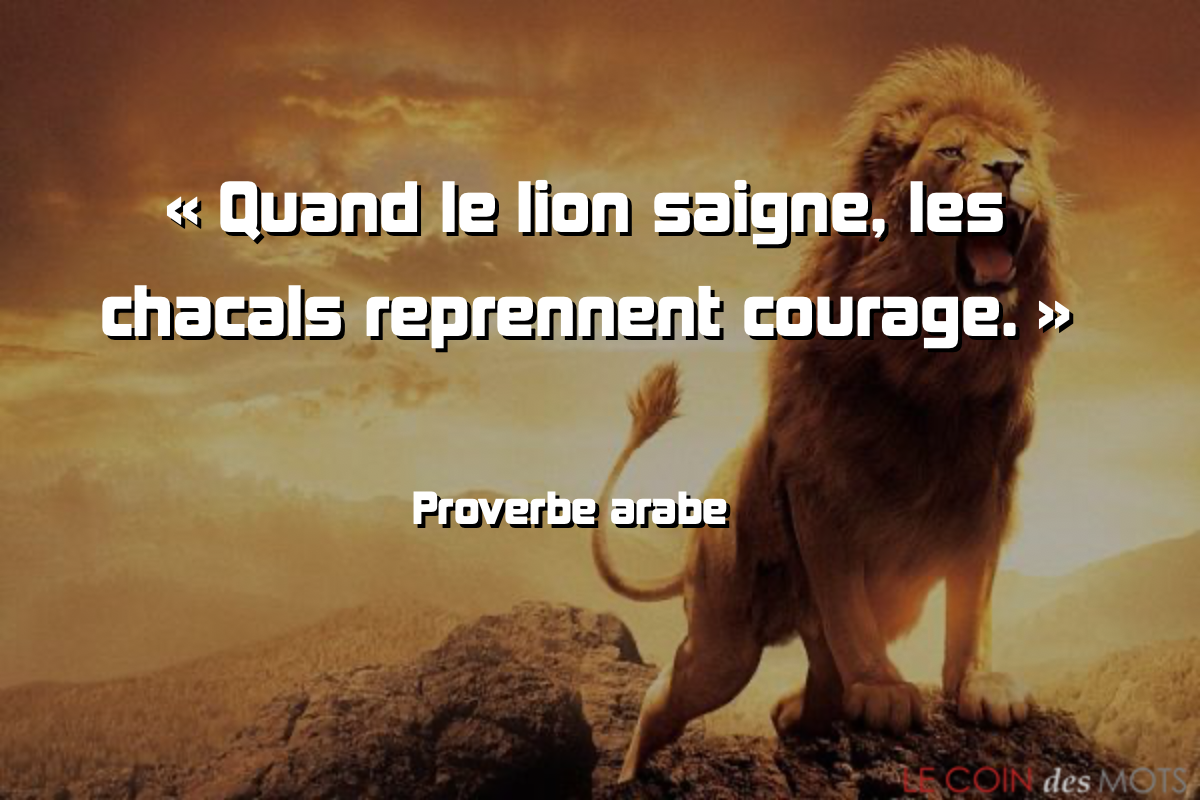 Image Proverbe :  Quand le lion saigne, les chacals reprennent courage....