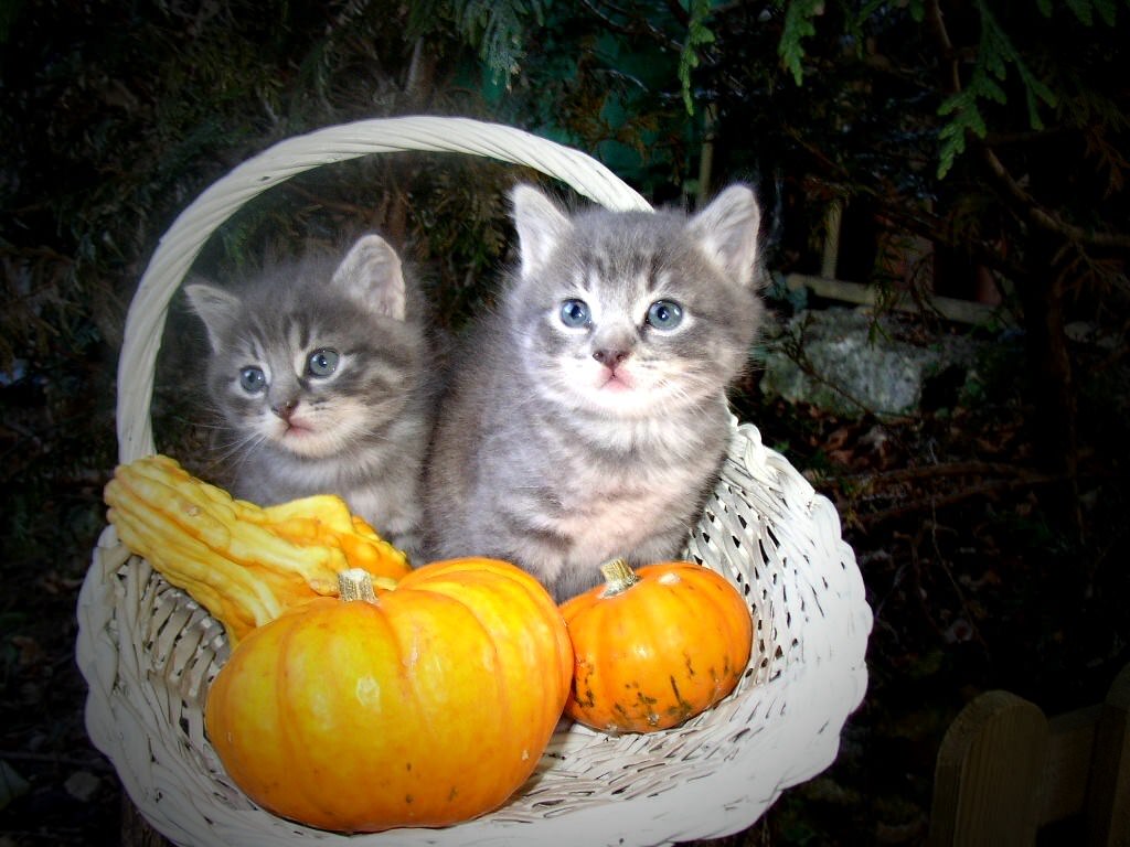 Chats chatons d'Halloween
