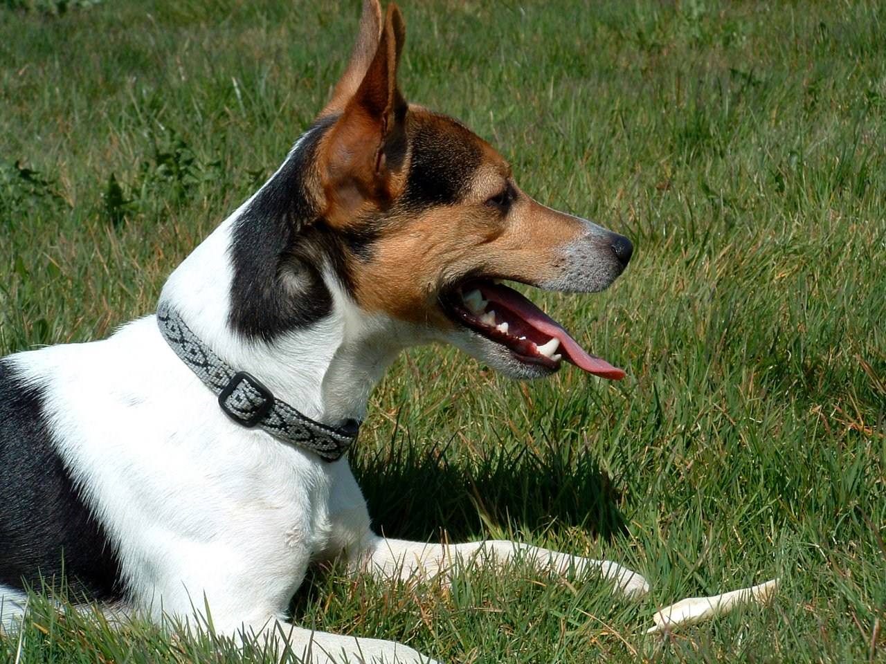Chiens Jack Russel...