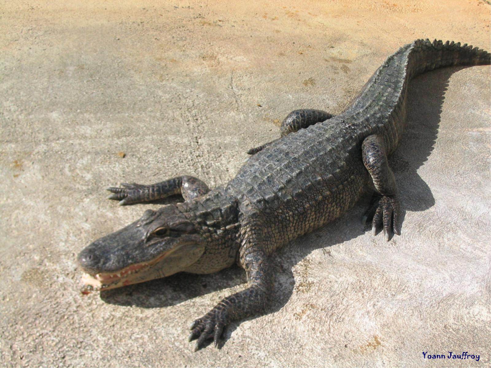 Crocodiles et Alligators jeano le croco