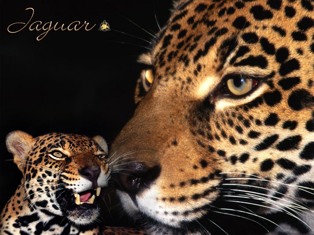 Jaguars Jaguar