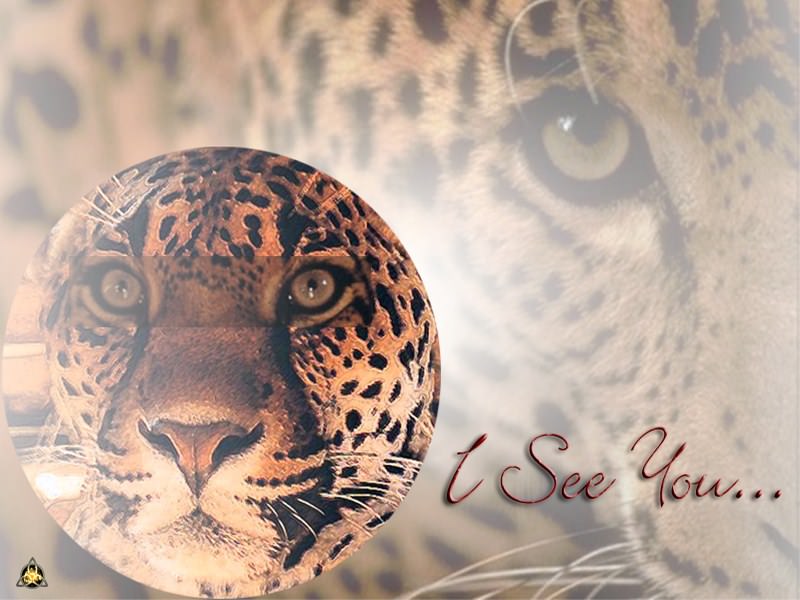 Jaguars I see you