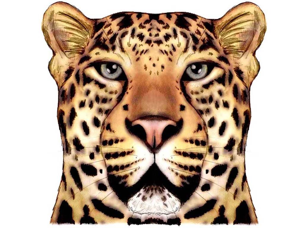 Jaguars Jaguar