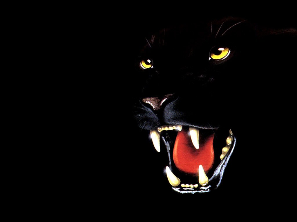 Pantheres noires grrrrr...