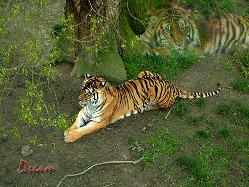 Tigres Dream
