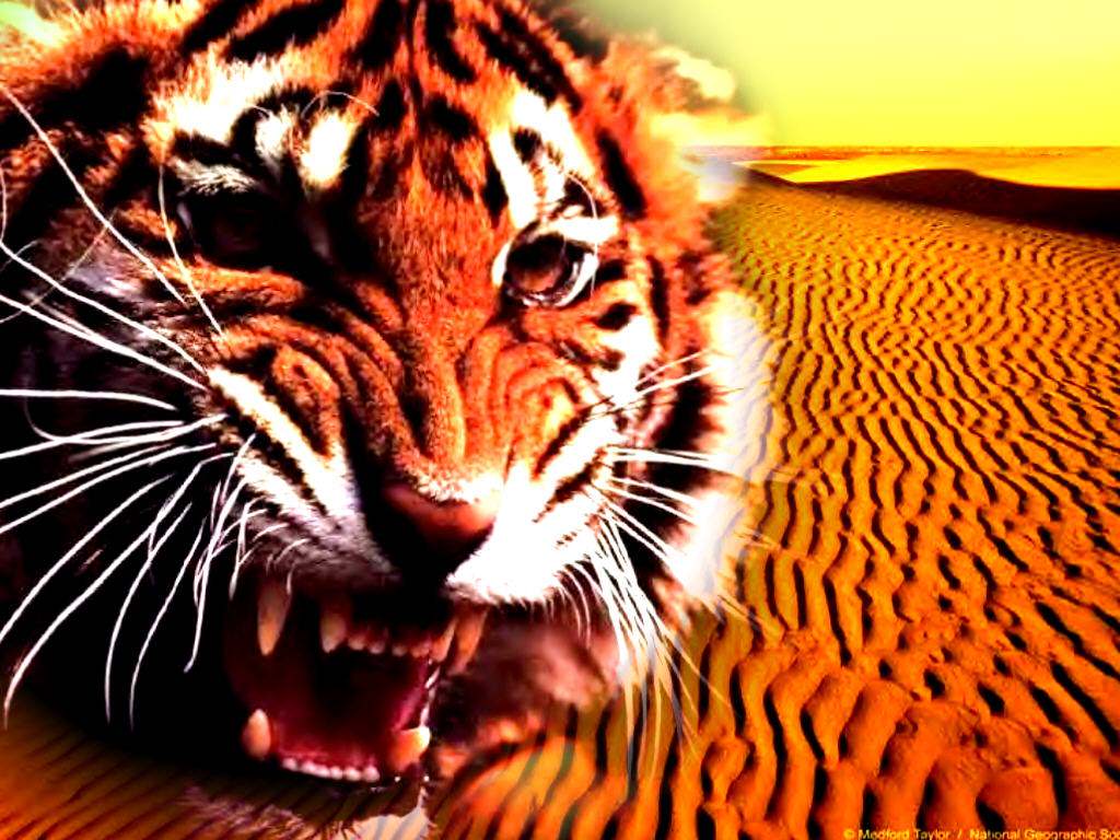 Tigres Tigre du désert