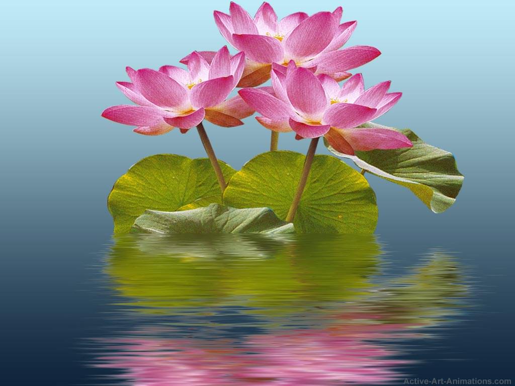 Fleurs lotus