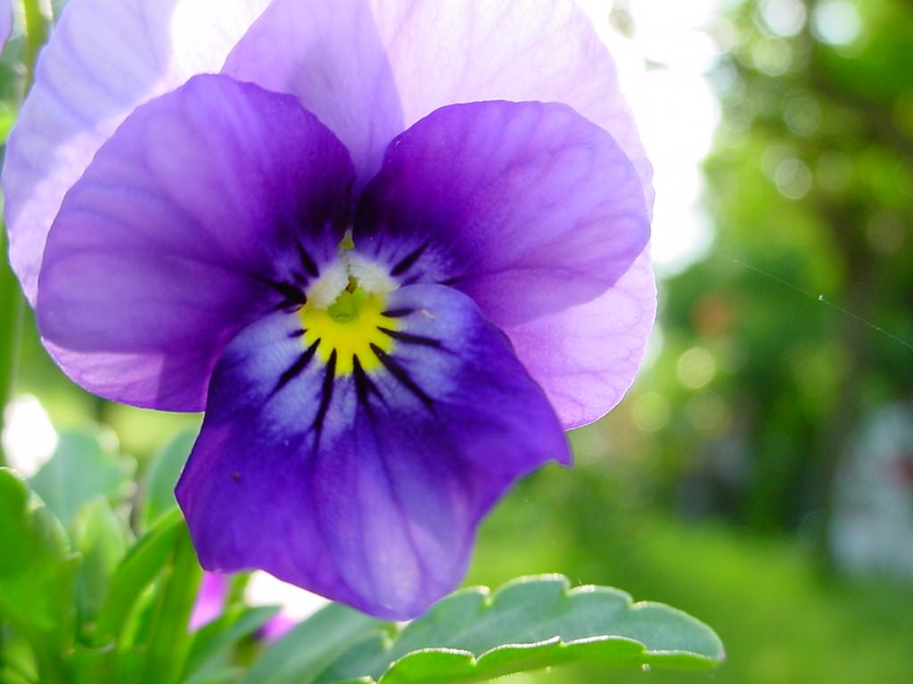 Fleurs Violette à contre jour