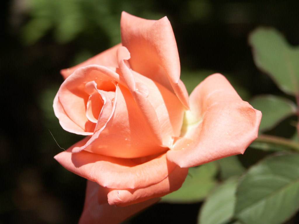 Fleurs Rose