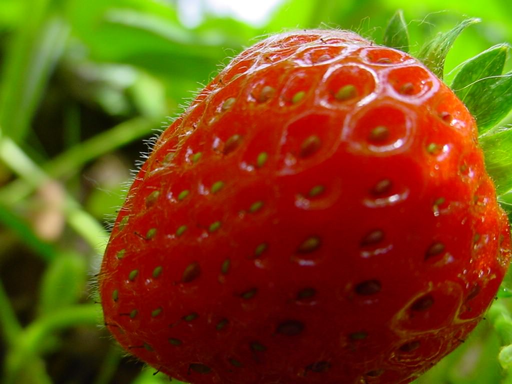 Fruits fraise