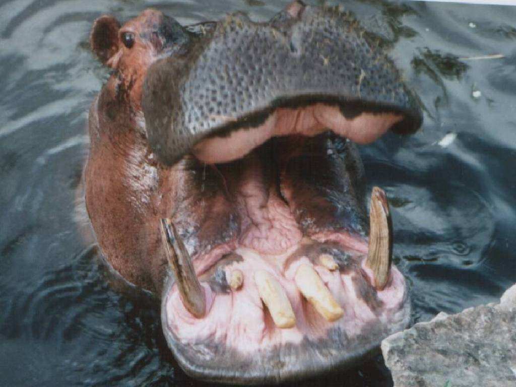 Hippopotames très mauvaise haleine