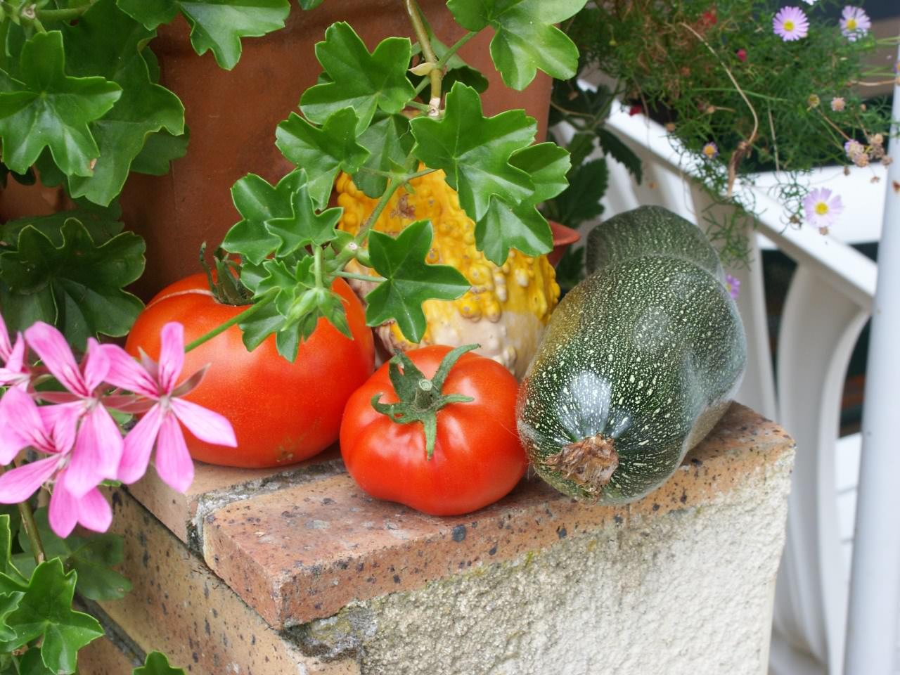 Legumes légumes sur muret 2