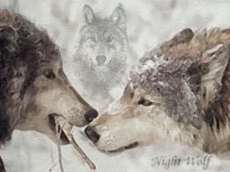 Loups Wolfs
