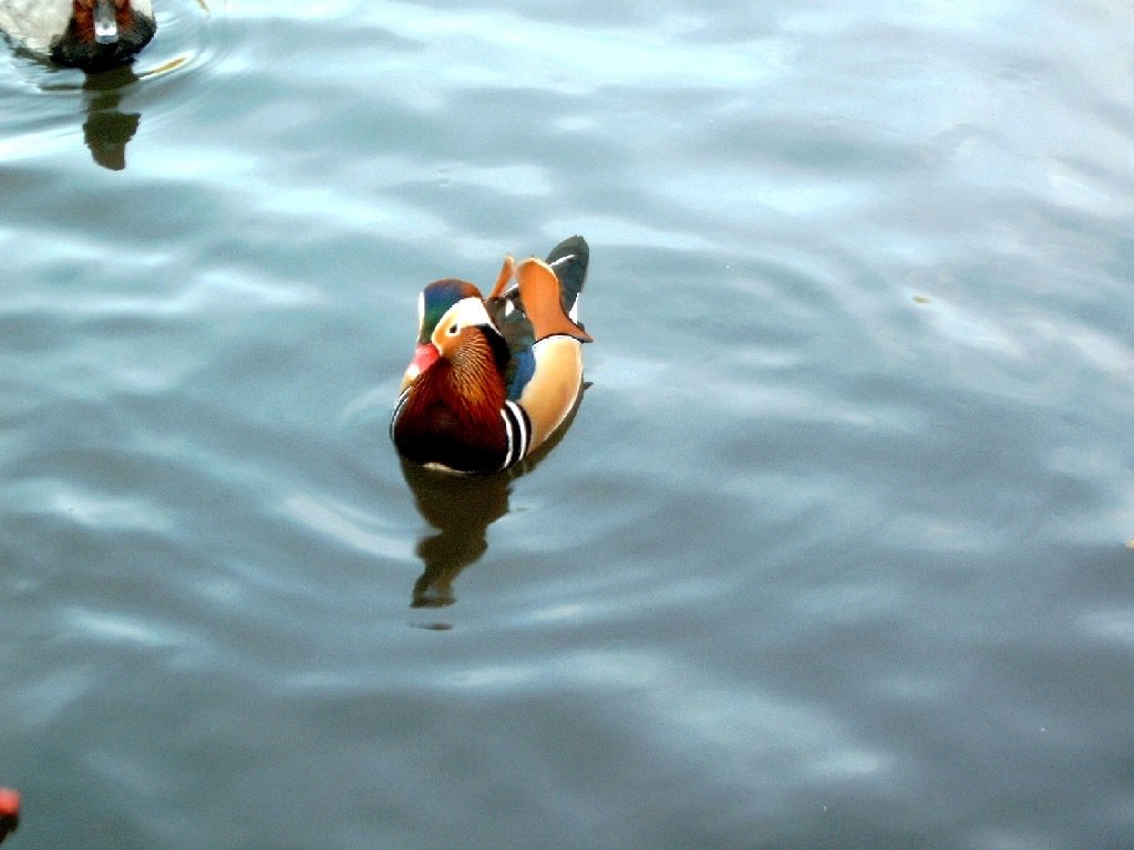 Canards Duck