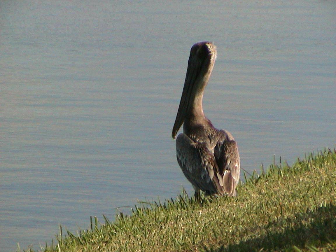 Pelicans Pélican