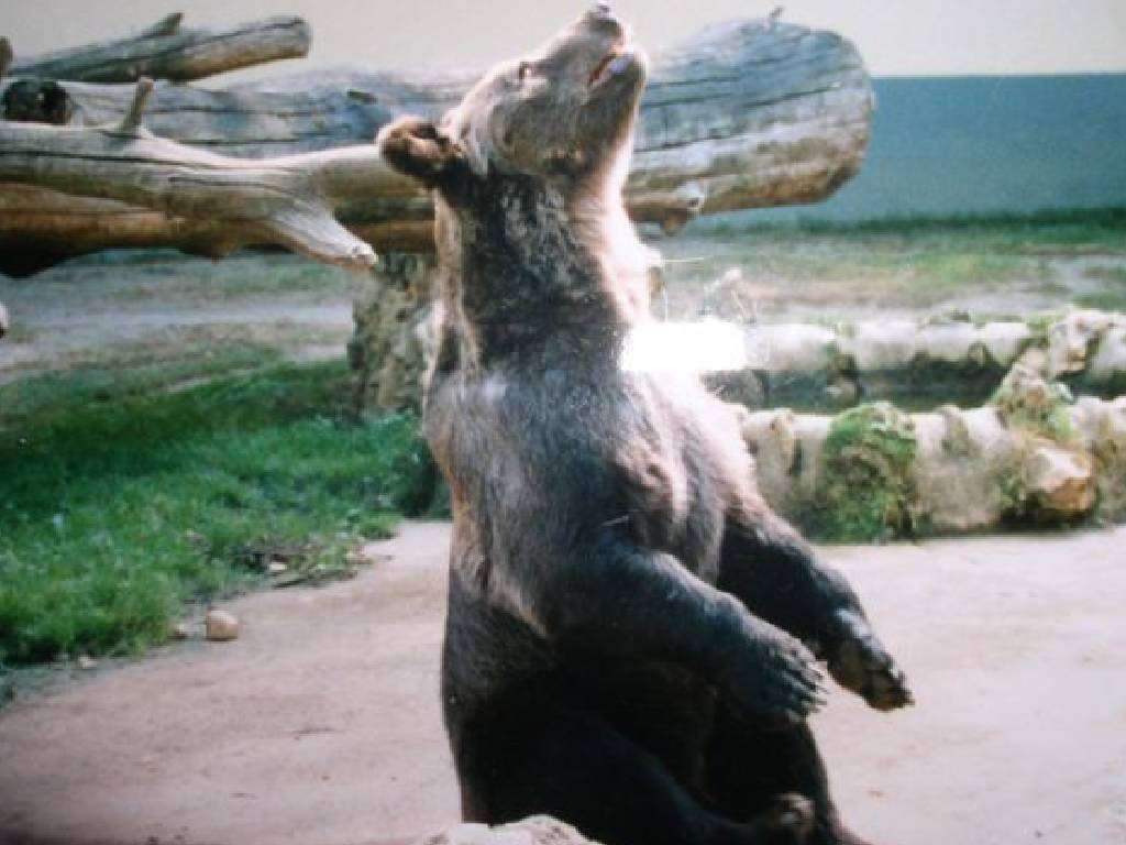 Ours un ours dans un zoo