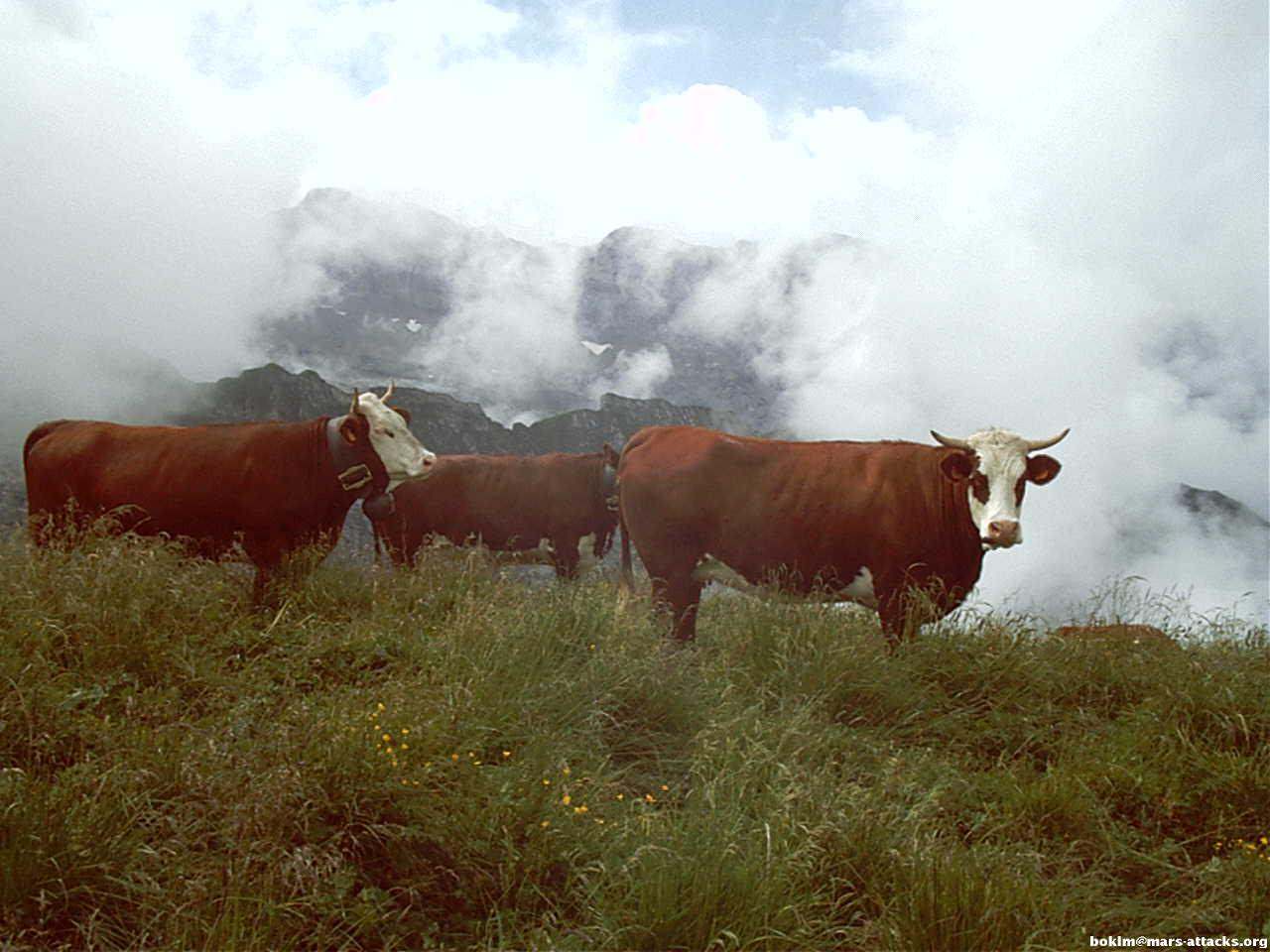 Taureaux et Boeufs Vaches