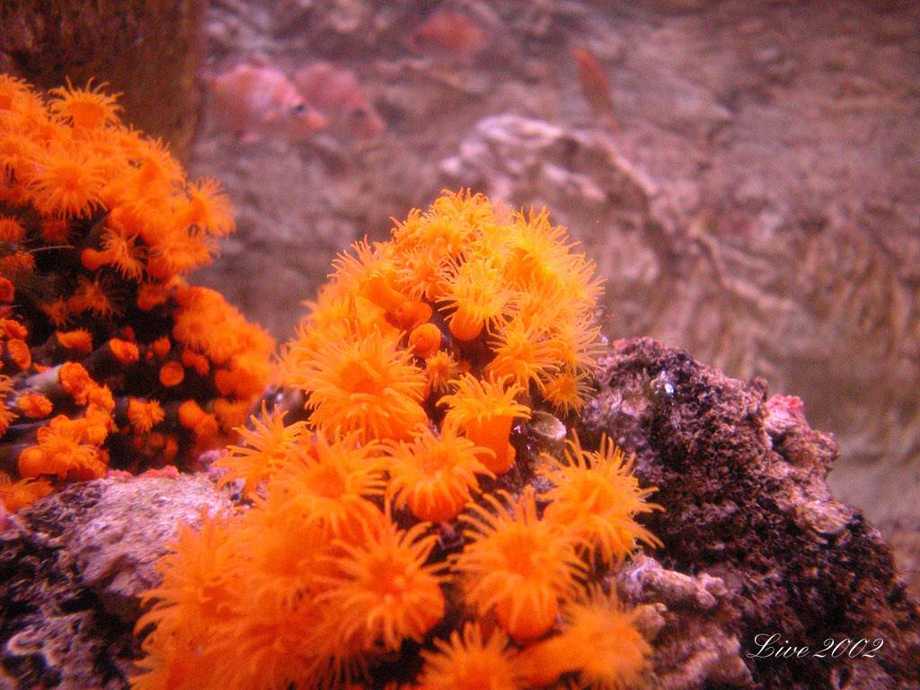 Vie marine et Anemones monde sous-marin