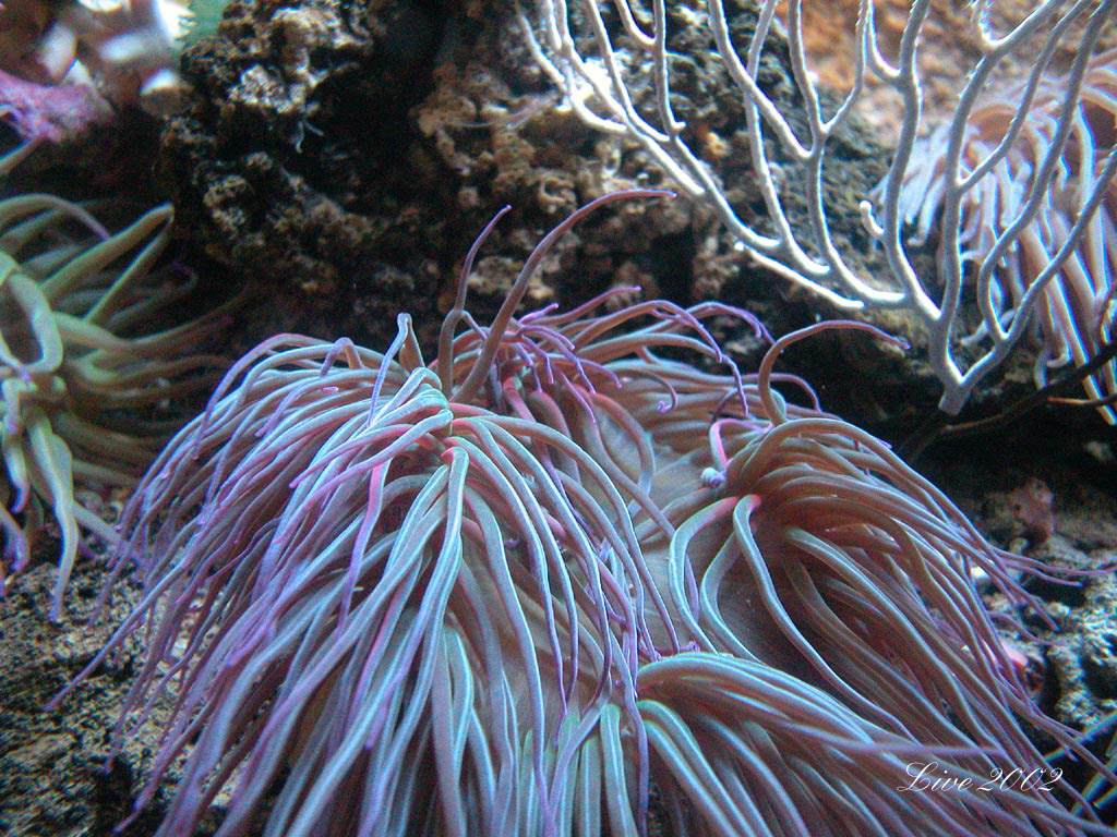 Vie marine et Anemones monde sous-marin