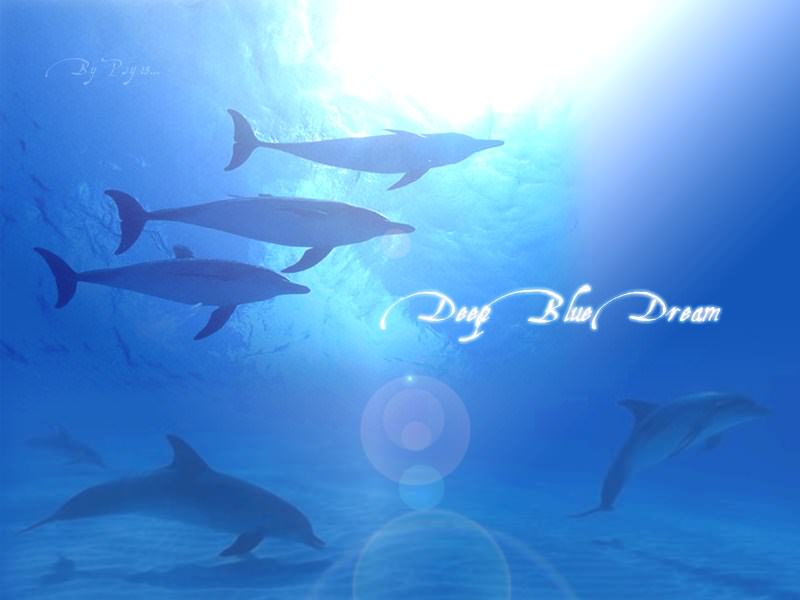 Dauphins Deep Blue Dream
