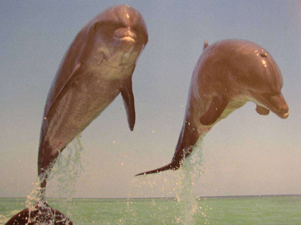 Dauphins dauphins