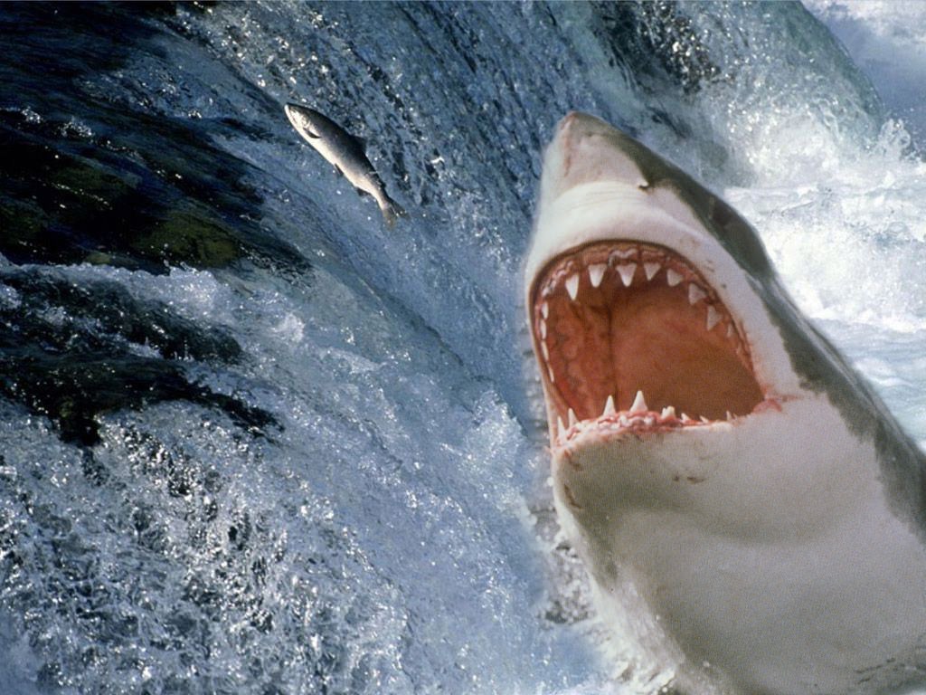 Requins shark attack