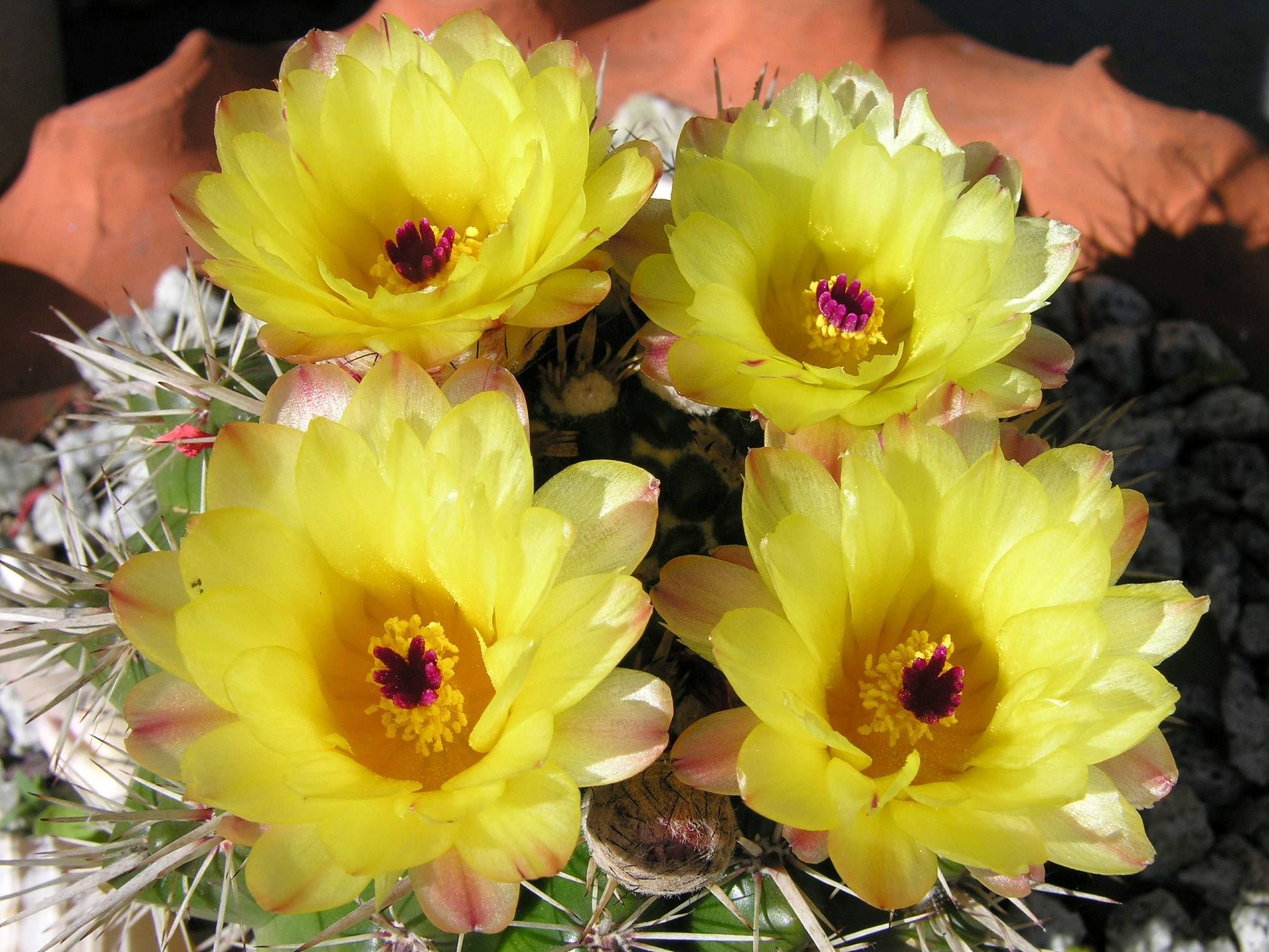 Cactus Fleurs de cactus