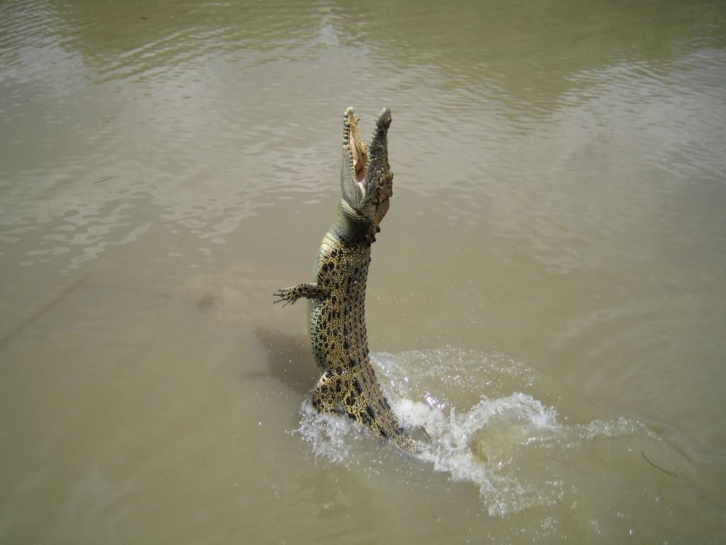 Crocodiles et Alligators Jump Croc