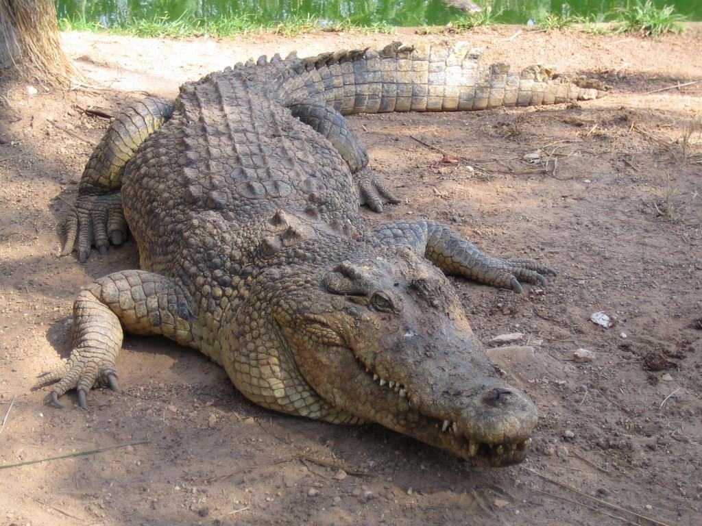 Crocodiles et Alligators Belle bête !