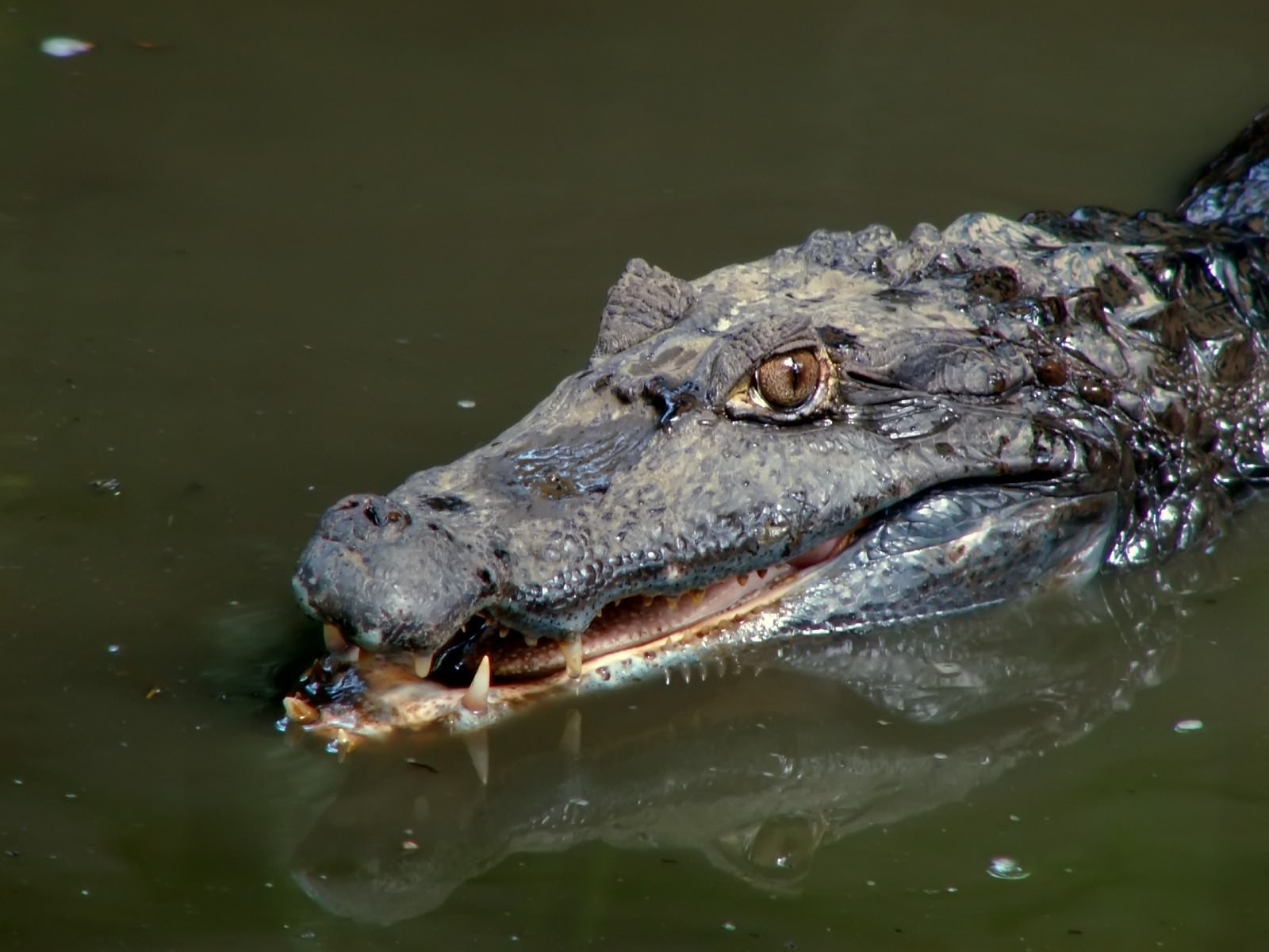 Crocodiles et Alligators Caïman