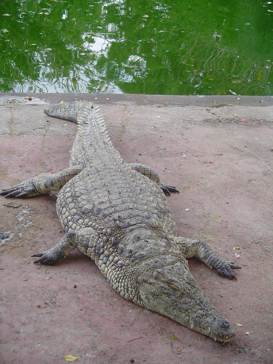 Crocodiles et Alligators Crocodile