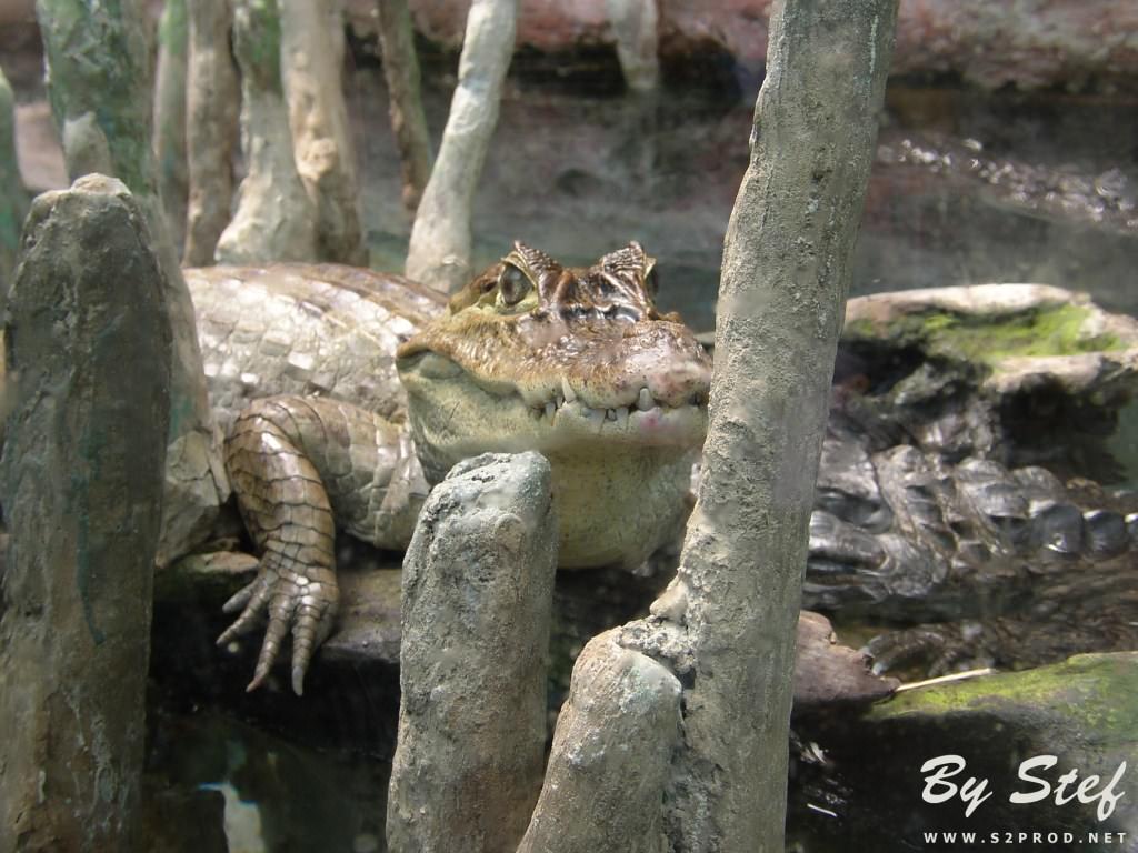 Crocodiles et Alligators Aligator / Crocodile