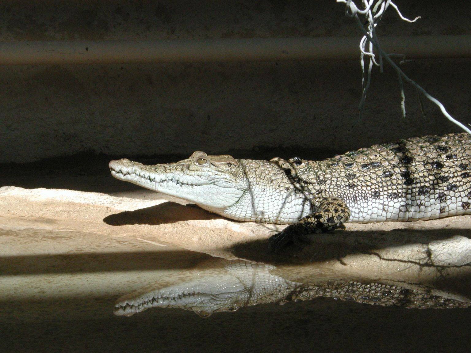 Crocodiles et Alligators Wallpaper N°167161