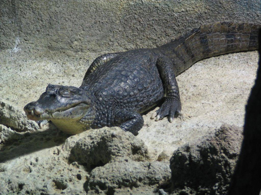 Crocodiles et Alligators Caiman