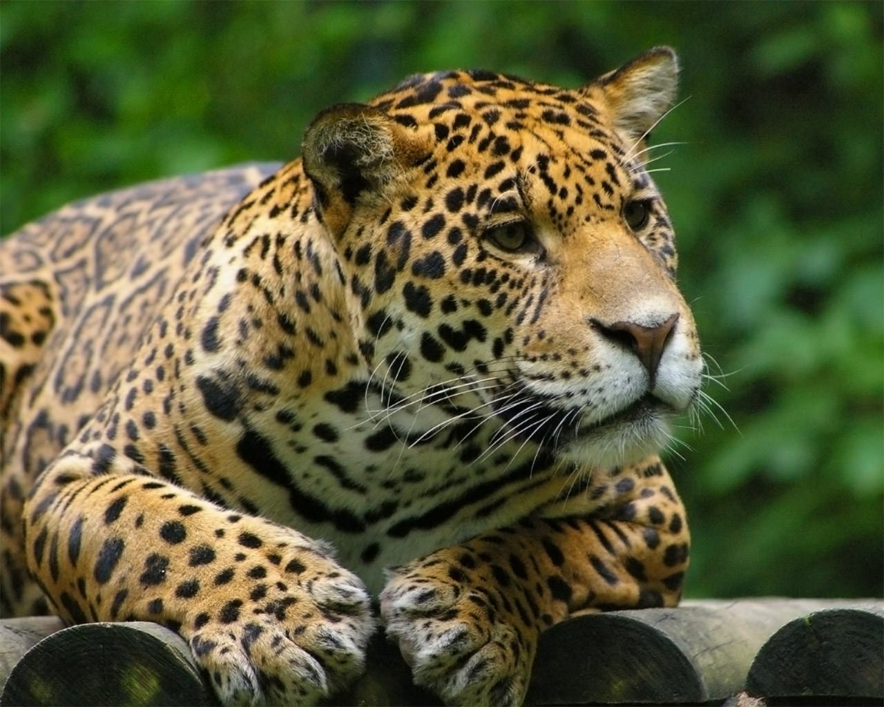 Jaguars panthère
