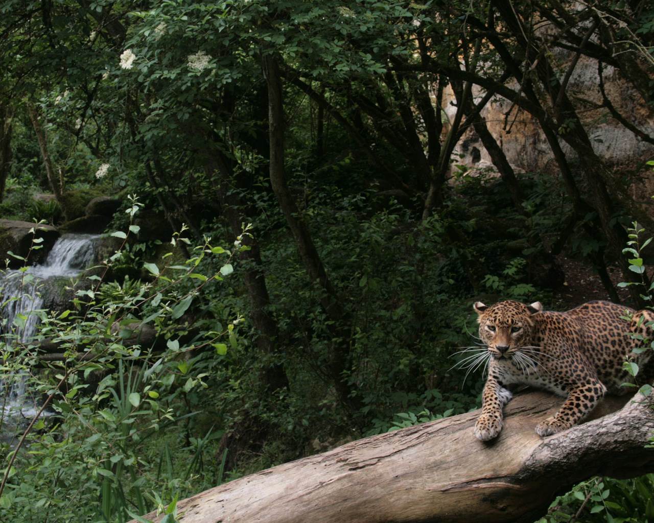 Leopards Léopard