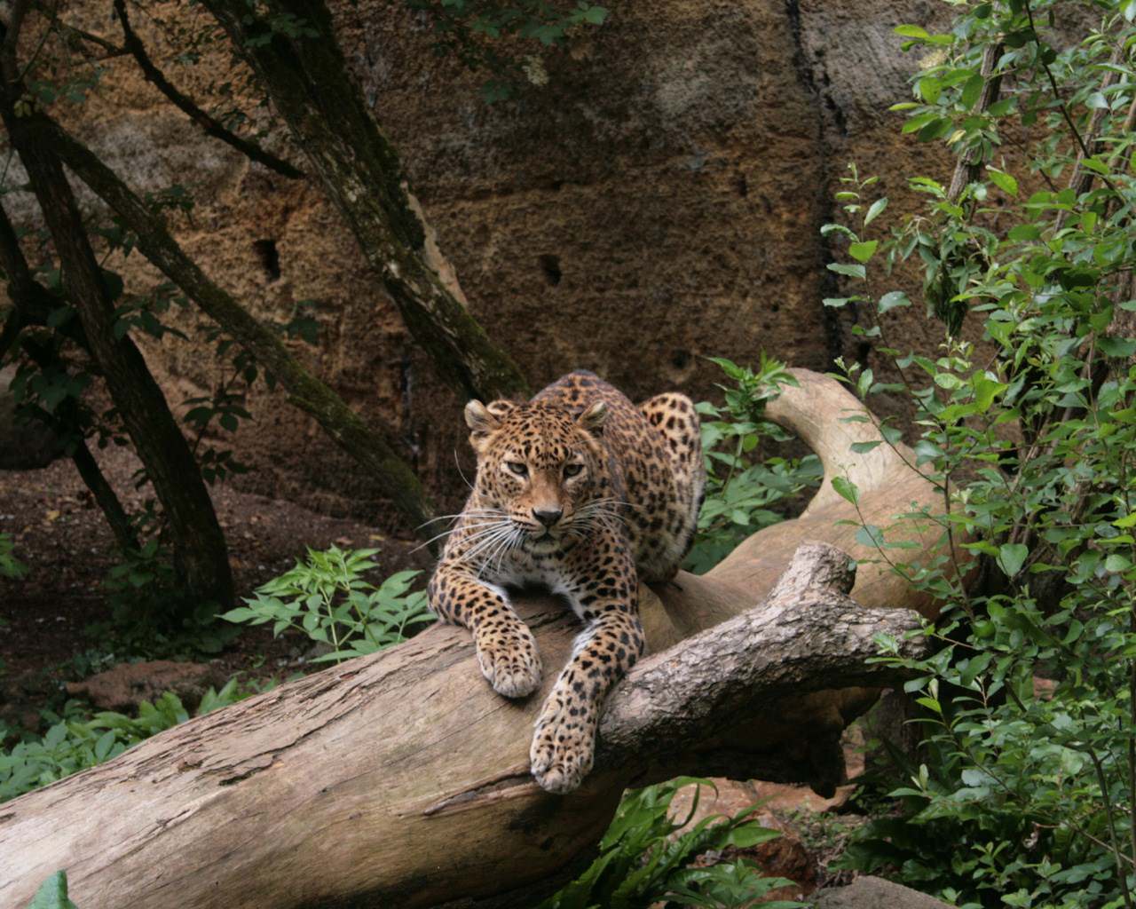 Leopards Léopard