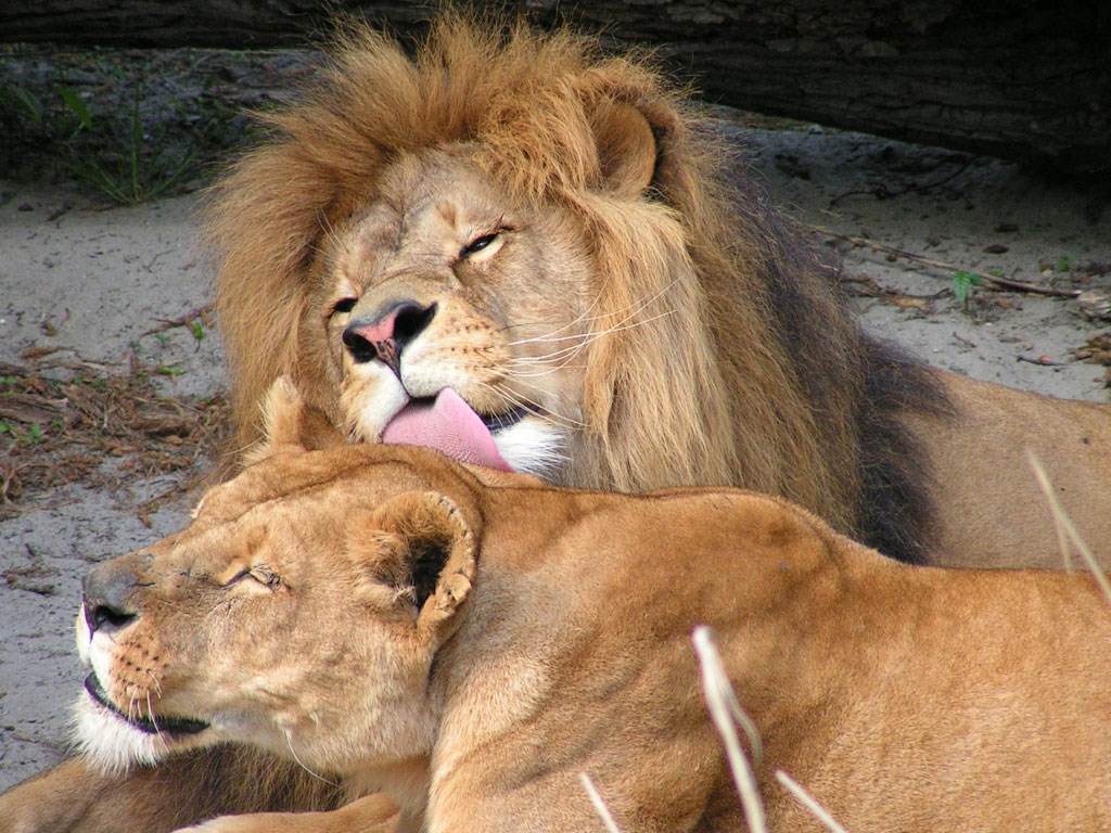 Lions Le p'tit couple