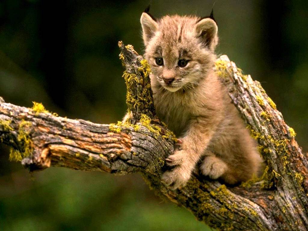 Lynxs Bébé lynx