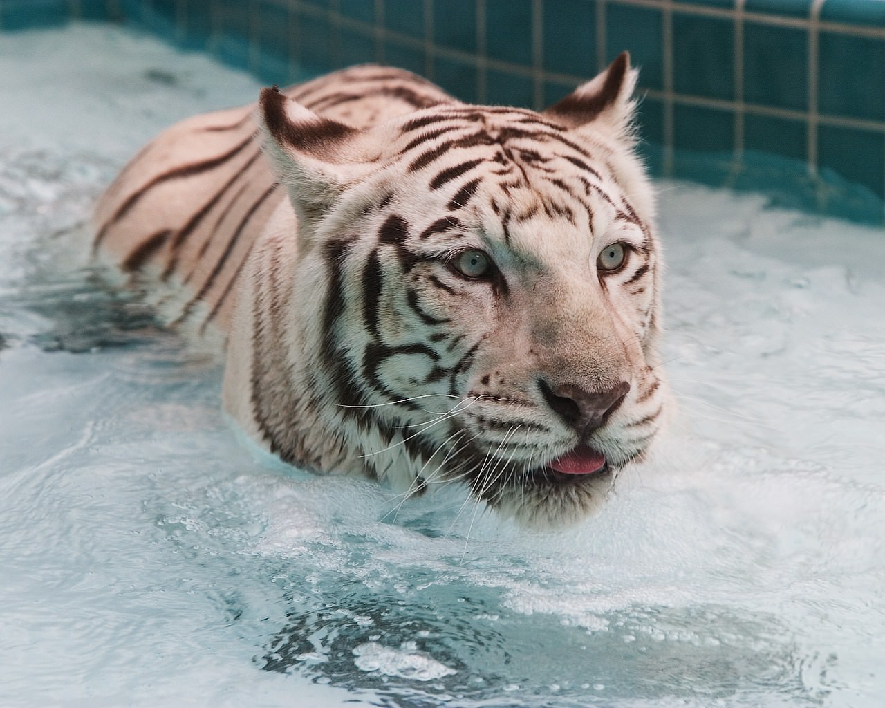 Tigres tigre blanc dans son bain