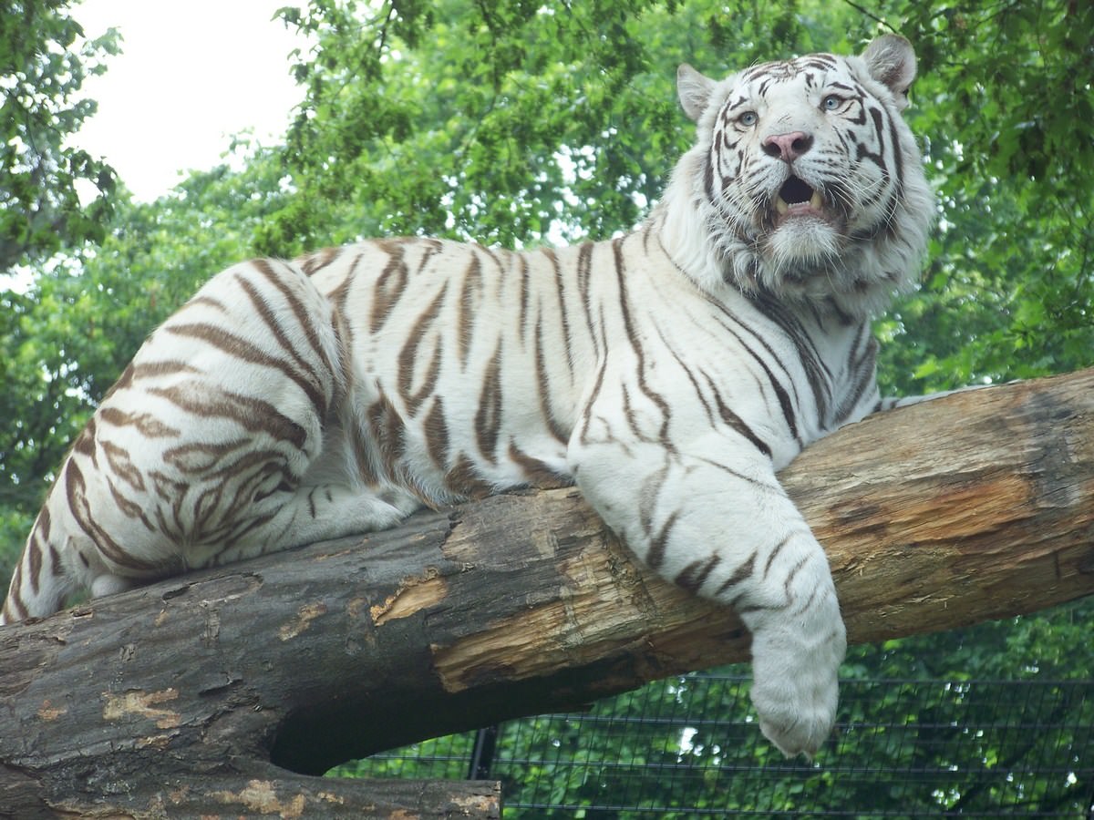 Tigres Shilangi mâle de 18 moins