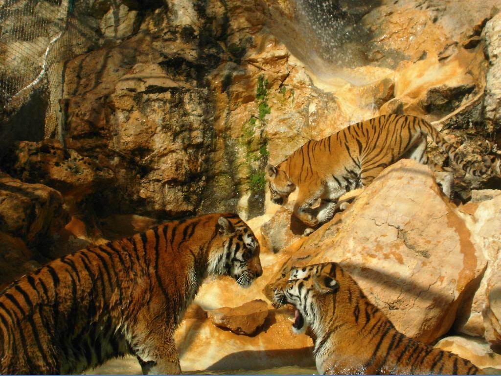 Tigres 3 Tigres