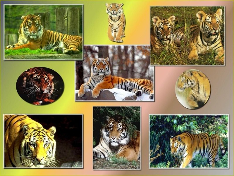 Tigres Wallpaper N°177090