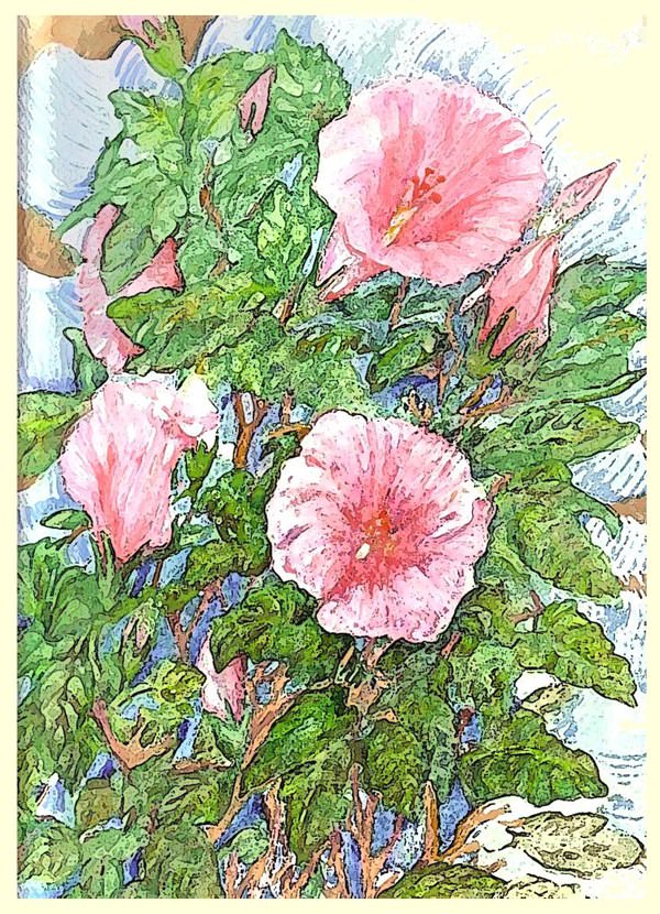 Fleurs Hibiscus