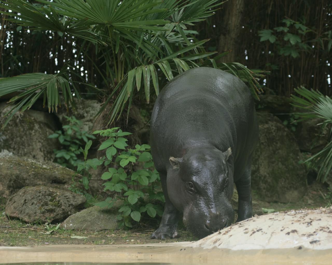 Hippopotames Hippo