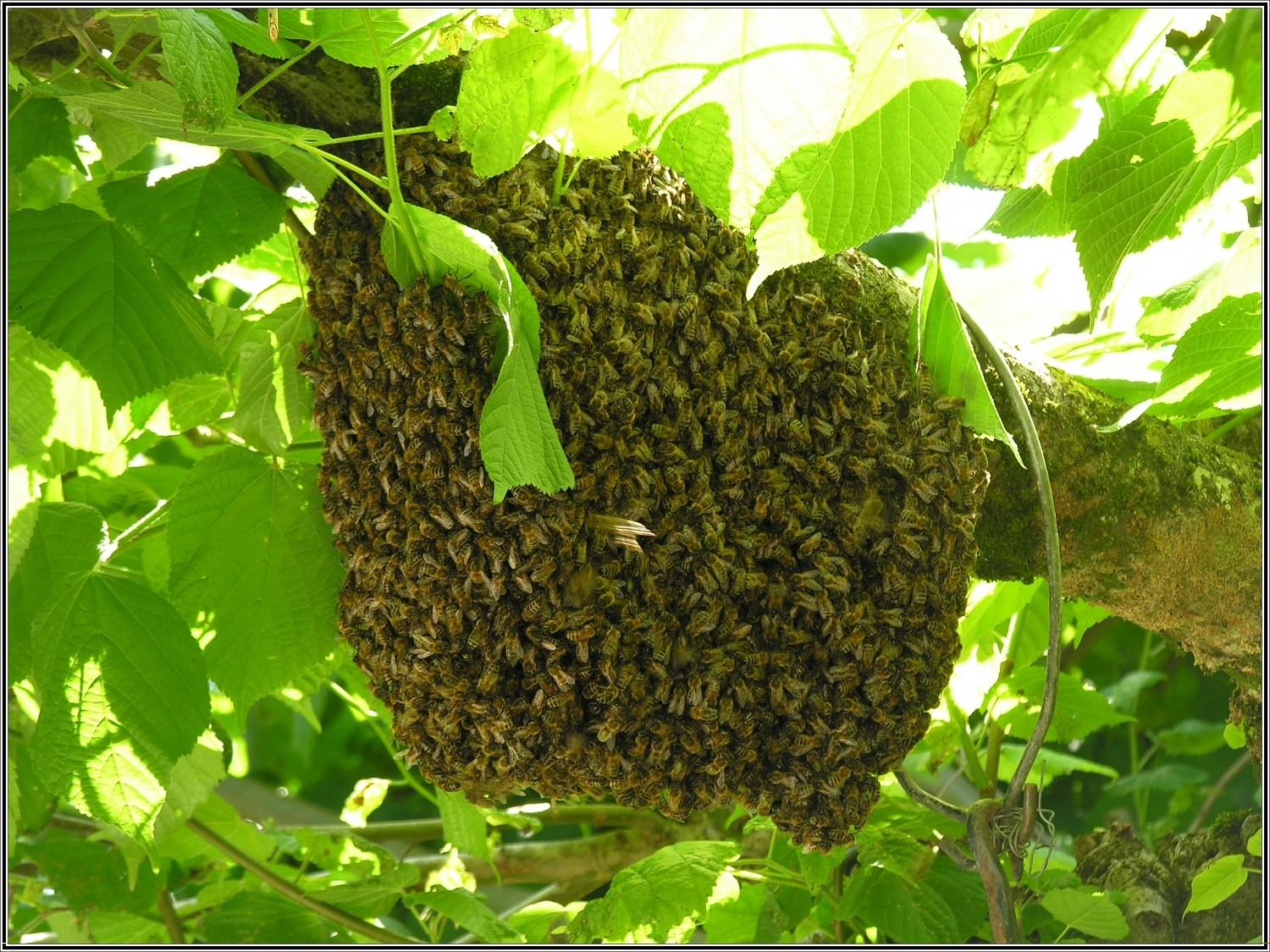 Abeilles Guepes Essaim d'abeilles