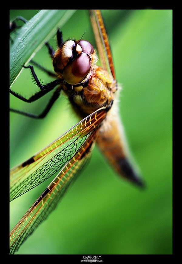 Libellules Dragonfly